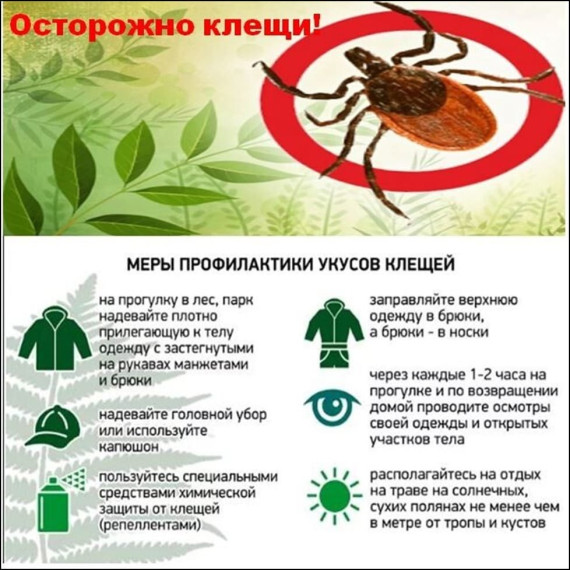 Профилактика инфекций, передающихся при укусе клещей.